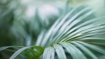 Lush Green Palm Leaves Glimmering in Soft Natural Light photo