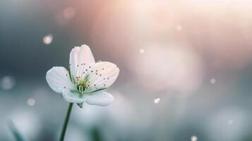 Delicate White Tulip Blooming in a Soft Focus Garden During Spring photo
