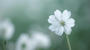 Delicate White Tulip Blooming in a Soft Focus Garden During Spring photo