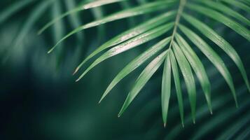 Lush Green Palm Leaves Glimmering in Soft Natural Light photo