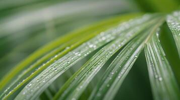 Lush Green Palm Leaves Glimmering in Soft Natural Light photo
