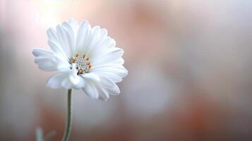 Delicate White Tulip Blooming in a Soft Focus Garden During Spring photo