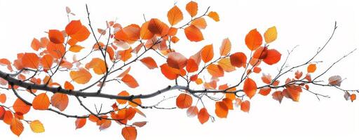 Autumn Branch With Vibrant Red Leaves on Light Background photo