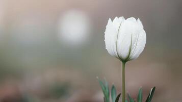 Delicate White Tulip Blooming in a Soft Focus Garden During Spring photo