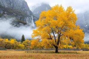 Scenic Boardwalk Through Autumn Foliage in Yosemite National Park Under Cloudy Sky photo
