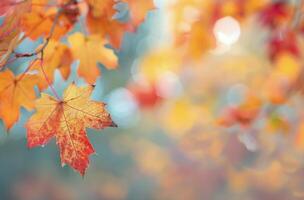 Vibrant Autumn Leaves in Varying Shades at a Park on a Sunny Day photo