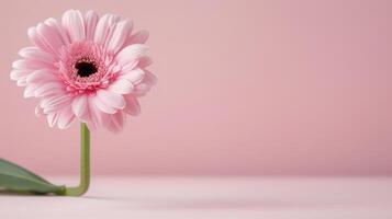 Pink Gerbera Daisy on Soft Pink Background in Natural Light photo