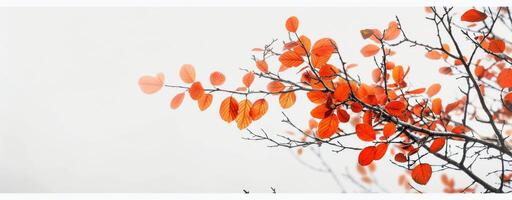 Autumn Branch With Vibrant Red Leaves on Light Background photo