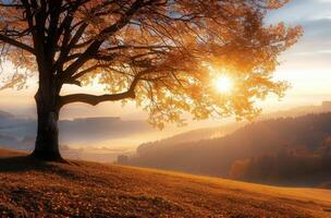 Solitary Tree With Orange Leaves on a Hill at Sunset in Autumn photo