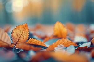 Colorful Autumn Leaves Lying on the Ground in a Forest photo