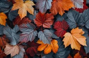 Colorful Autumn Leaves Lying on the Ground in a Forest photo