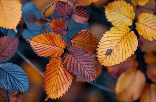 Colorful Autumn Leaves Lying on the Ground in a Forest photo