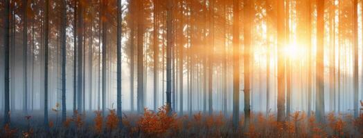 Sunset Glows Through Tall Trees in Misty Forest During Autumn Evening photo