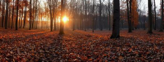Sunset Glows Through Tall Trees in Misty Forest During Autumn Evening photo