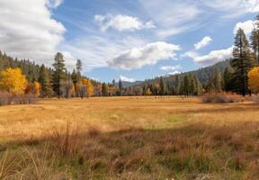 Autumn Meadow In Forest With Colorful Foliage Under Blue Sky In Afternoon photo