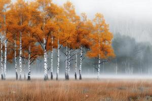 Autumn Misty Landscape With Birch Trees and Orange Leaves in Soft Light photo