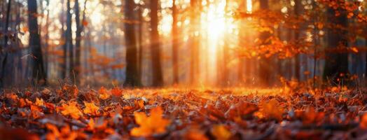 Sunset Glows Through Tall Trees in Misty Forest During Autumn Evening photo