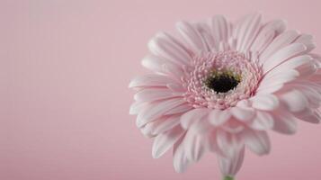 Pink Gerbera Daisy on Soft Pink Background in Natural Light photo