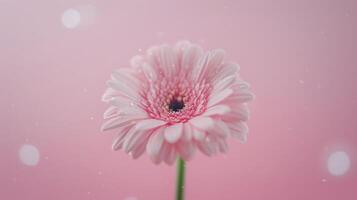 Pink Gerbera Daisy on Soft Pink Background in Natural Light photo