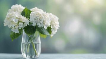 White Hydrangeas in a Clear Vase on a Soft Blue Surface With Natural Light photo