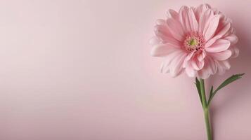 Pink Gerbera Daisy on Soft Pink Background in Natural Light photo