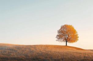 Vibrant Autumn Tree on Rolling Hills at Sunrise in a Serene Landscape photo
