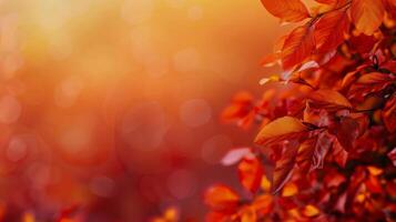 Autumn Leaves and Berries on Yellow Background photo