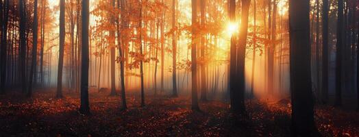 Sunset Glows Through Tall Trees in Misty Forest During Autumn Evening photo