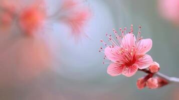 Delicate Pink Cherry Blossom Blooming in Spring With Soft Background photo