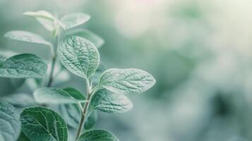 Lush Green Leaves With Dew Drops in a Serene Indoor Garden Setting photo