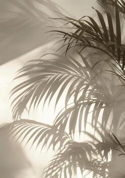 Palm Tree Shadow on Wall photo