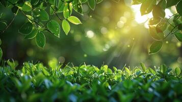 Sunlight Filtering Through Tree Leaves photo