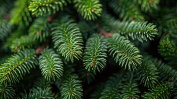 Close-Up of Pine Cones photo