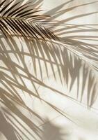 Palm Tree Shadow on Wall photo
