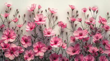Pink Flowers Blooming Against White Wall photo