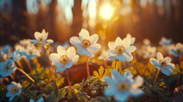 A Bunch of Flowers in the Grass photo