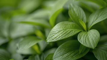 Close-Up of Fresh Green Mint Leaves in Natural Light photo