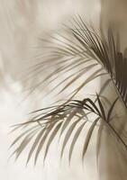 Palm Tree Shadow on Wall photo