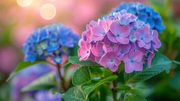 Pink and Blue Flowers in Field photo
