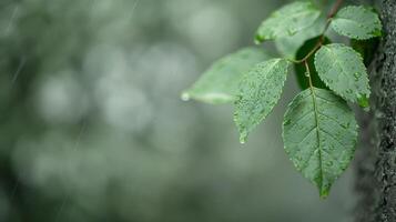 Green Leaves of a Houseplant on Dark Stone Surface photo