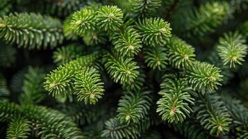 Pine Tree Close Up With Background Lights photo