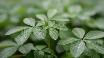 Fresh Green Leaves With Dew Drops in a Lush Garden After Morning Rain photo