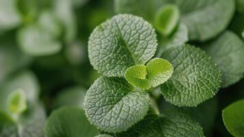 Close-Up of Fresh Green Mint Leaves in Natural Light photo