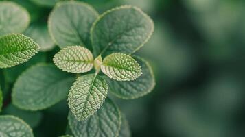 Close-Up of Fresh Green Mint Leaves in Natural Light photo