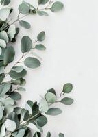 Branch With White Flowers on White Background photo