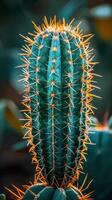 Close-Up of Cactus With Numerous Spikes photo