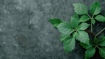 Green Leaves of a Houseplant on Dark Stone Surface photo