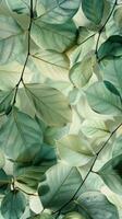 Three Green Leaves on a White Background photo