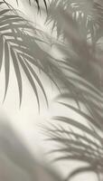 Shadow of Palm Tree Leaves on Wall photo