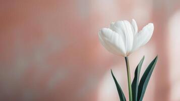 White Tulip in Soft Natural Light Against a Blurred Background photo